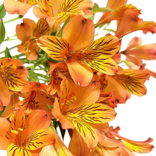 alstroemerias en macetas resistentes alstroemerias semillas de silvestres cortadas Semillas de balcón trepadoras orgánicas, primavera jardín 85semillas
