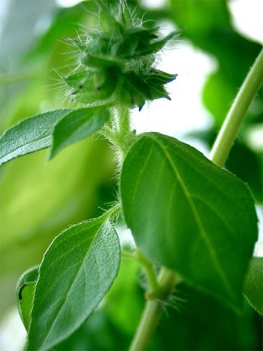 Creative Farmer Herb Seeds For Kitchen Garden - Basil-Lemon Flavor Leaves Seeds Kitchen Garden Pack (B0753KFVGT) Amazon Price History, Amazon Price Tracker