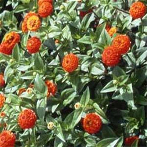 Fresh 50 semi Semi Zinnia Elegans Lilliput Fiore Arancione