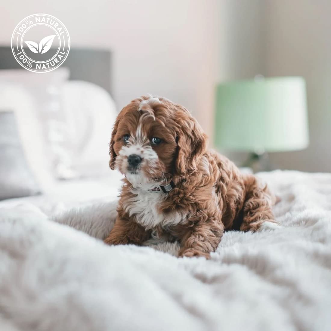 Acondicionador Cristal Clean - para Mascotas con Pelo Blanco - 500 ml - Ayuda a Eliminar el Color Amarillento - Champú para Fortalecer y Aportar Brillo - Sencillo de Aplicar - IV San Bernard