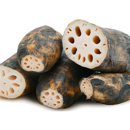 れんこん レンコン 泥付き蓮根 農薬・肥料不使用 愛知県産 蓮根 野菜 根菜 (1kg)のサムネイル