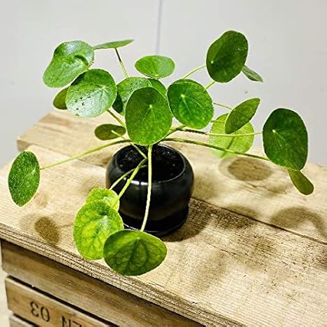 Amazon Co Jp 観葉植物 ピレア ペペロミオイデス 鉢色ブラック モダン陶器鉢 パンケーキプランツ 受皿付 ホーム キッチン Amazon Co Jp 観葉植物 ピレア ペペロミオイデス 鉢色ブラック モダン陶器鉢 パンケーキプランツ 受皿付 ホーム キッチン