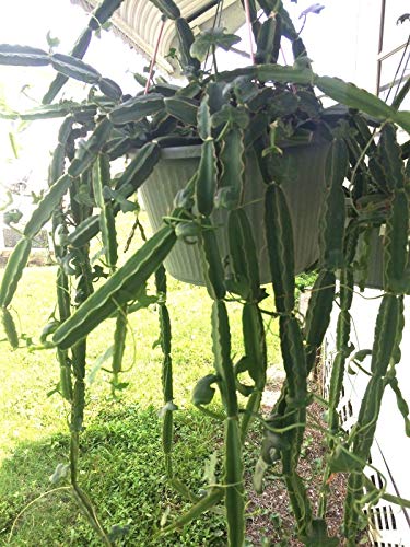 Preisvergleich Produktbild PLAT FIRM GERMINATIONSAMEN: Rooted POTS von CISSUS Quadrangularis VELD Grape. erstaunliche Pflanze !!