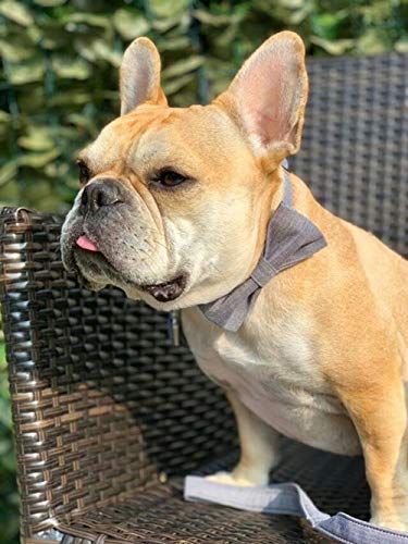 Lionet Paws Hundehalsband mit Fliege, Langlebiges Bequemes Baumwolle Halsband mit Metall Steckverschluss für Hunde und Katzen, Hals 25-40cm