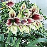 Amaryllis Zwiebel Weihnachten Blumenzwiebeln MehrjäHrig Winterhart Bienenweide Zwiebeln Exotische Pflanzen Garten Geschenke KüBelpflanzen Seltene Pflanzen 3 StüCk