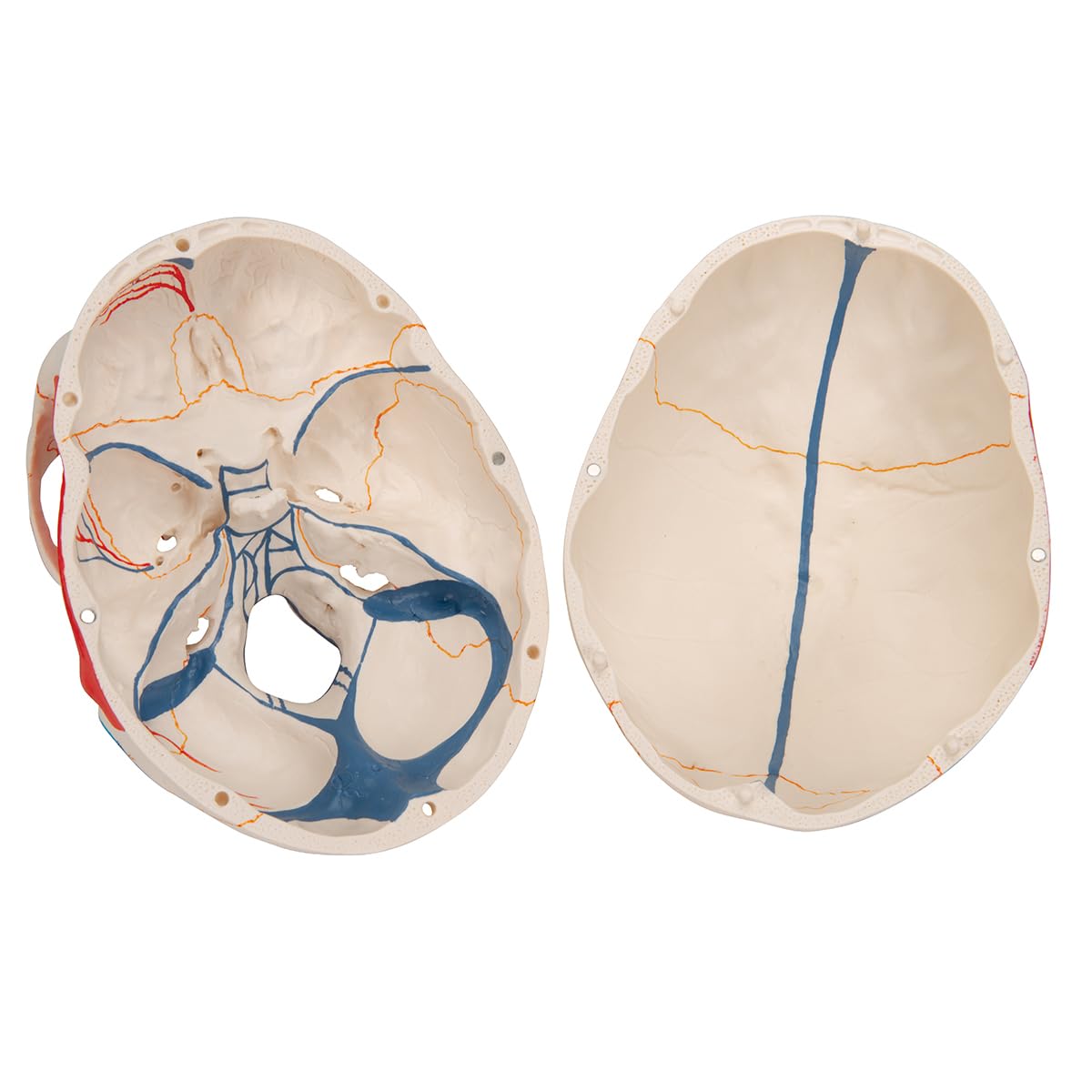 3B Scientific anatomia człowieka - klasyczny model ludzkiej czaszki z otwartą dolną szczęką, malowane, połączenia magnetyczne, 3 części darmowe oprogramowanie do anatomii - 3B Smart Anatomy
