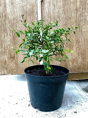 Citrus australasica Tree Caviar Lime or Finger fime in 12cm Pot Approx 20 cm Tall - Image 2