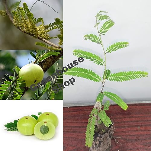 Image of Golden Bloom Thai Grafted Green Amla Fruit Plant And Tree Pack Of 1 Plant Height 1 FT