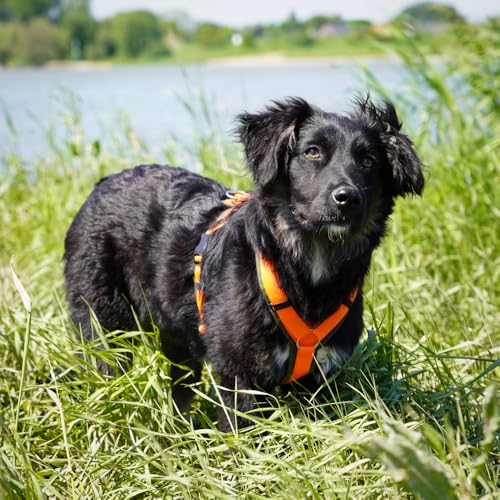 Anny-X Brustgeschirr Fun | Farbe Oliv-Orange | Hundegeschirr in Größe S (Brustumfang 52-64 cm) (Oliv-Orange, S)