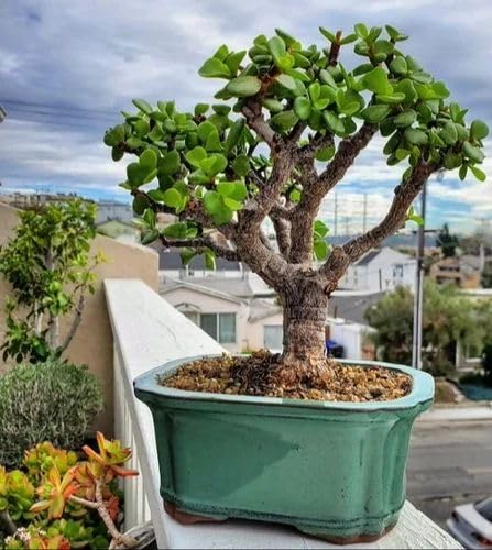 Cloud Farm Good Luck Jade Crassula Ovata Live Indoor Plant, Best for Living Room, Kitchen, Bedroom, & Office Table CF_68 (B0CS9534HW) Amazon Price History, Amazon Price Tracker