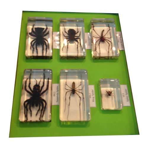 Six Spiders in Acrylic Collection