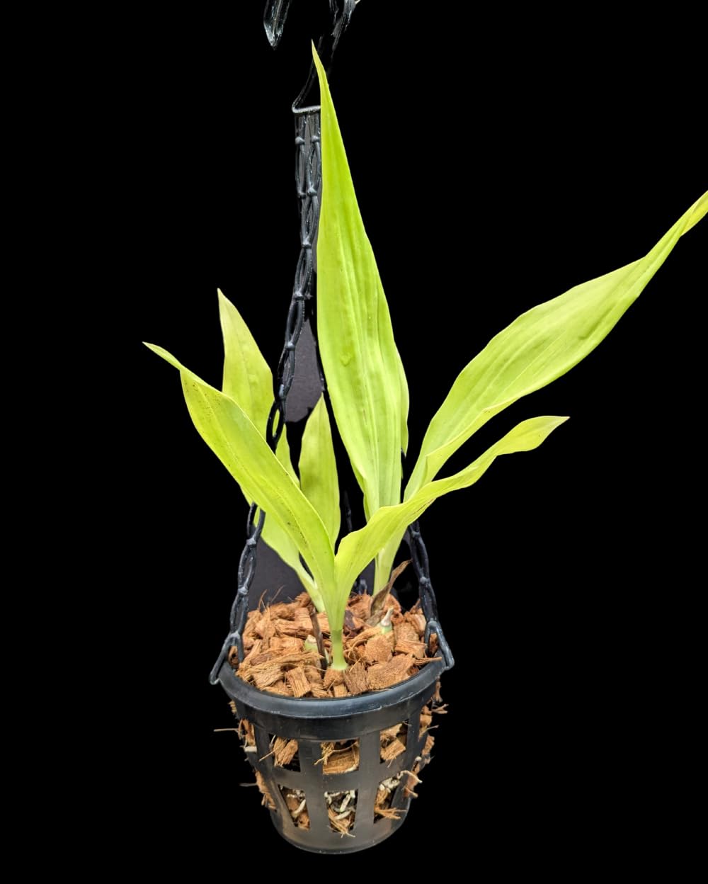 Divine BlossomsCattleya Orchid Hybrid Zygonisia Murasaki Without