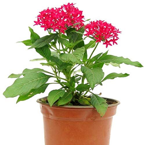 Grun Plants Pentas Multicolour Plant - Flowering Plants Flowers Garden Live Plant (B09FGVBBTV) Amazon Price History, Amazon Price Tracker