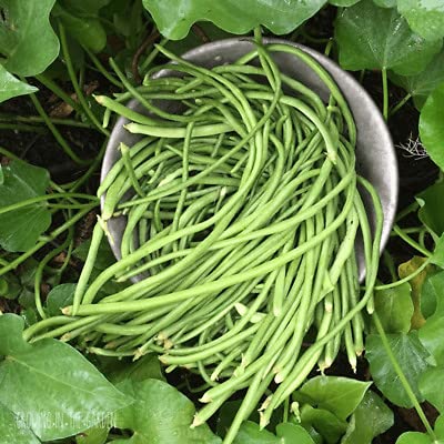 Buy4seeds 100 Seeds Bean Yard Long un Metro ramp Useful for Garden and Outdoor