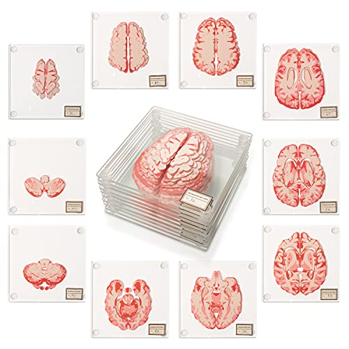 Anatomic Brain Specimen Coasters (Set of 10) - Neuroscience Gifts Best Gifts for Medical Student...