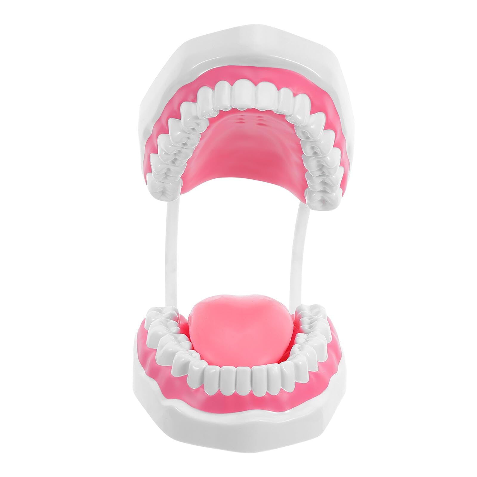 Modello di Denti Didattico Grande 6 Volte in PVC Bianco per Pratica Igiene Orale con Radici, Supporto Portatile per Formazione Odontoiatrica e Istruzione Studenti