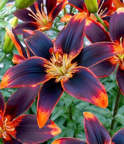 BALDUR Garten 3x Lilie Forever Susan, 3 Zwiebeln, Lilium Asiaticum, winterhart, mehrjährig...