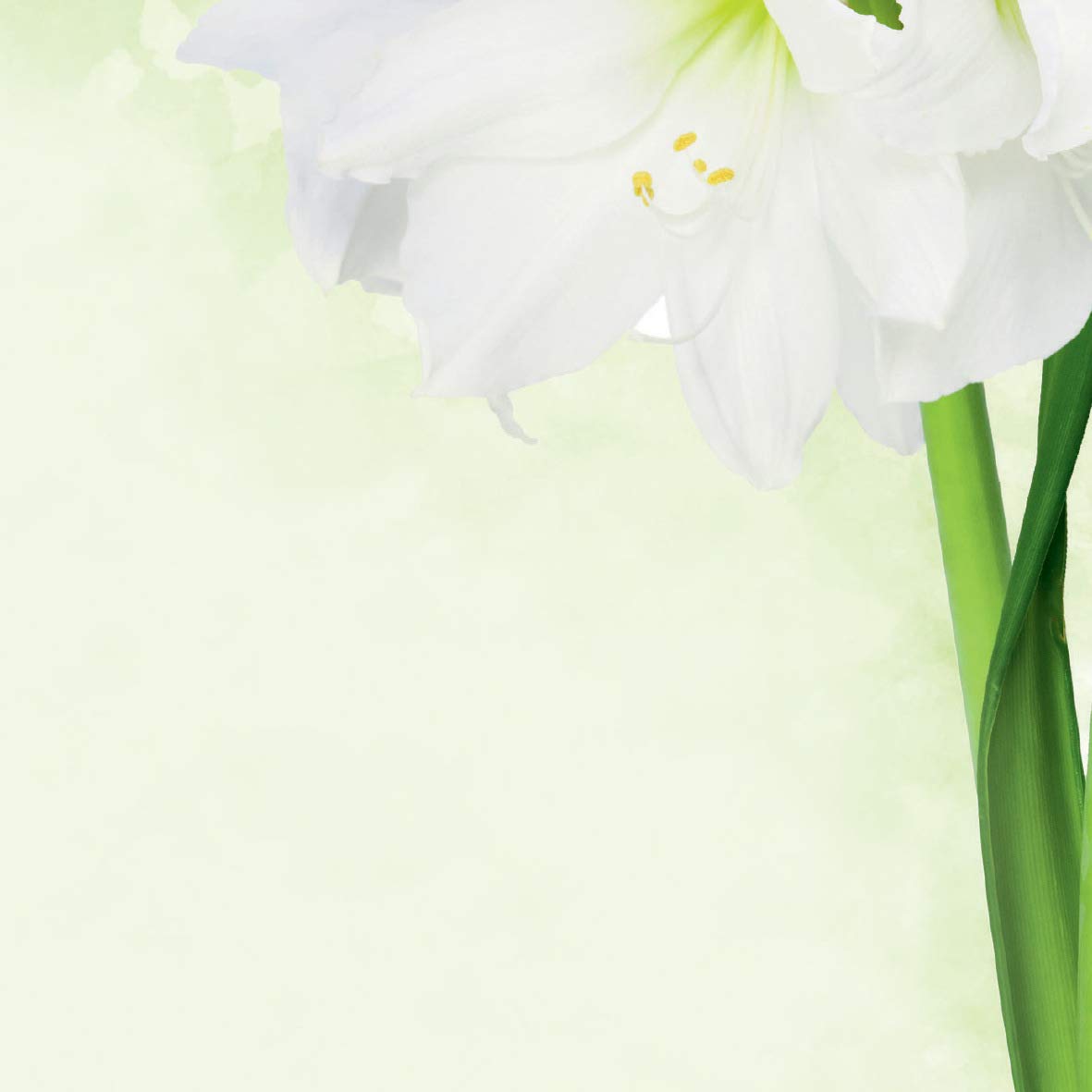 SIGEL DP463 papier z motywem "Green Flower", papier listowy 90 g DIN A4, 25 arkuszy, z papieru zrównoważonego