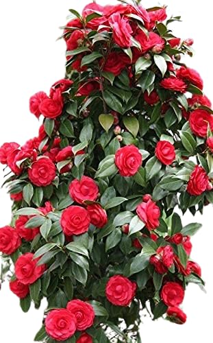 TENDER LEAVES Camellia Rose red,Japanese Camellia,Camellia japonica Air Layering Grafted Healthy Live flower Plant Actual Plant Height .5 ft to 1.5 ft, (Hybrid, Pack of 1) (B0D1NC6D3D) Amazon Price History, Amazon Price Tracker