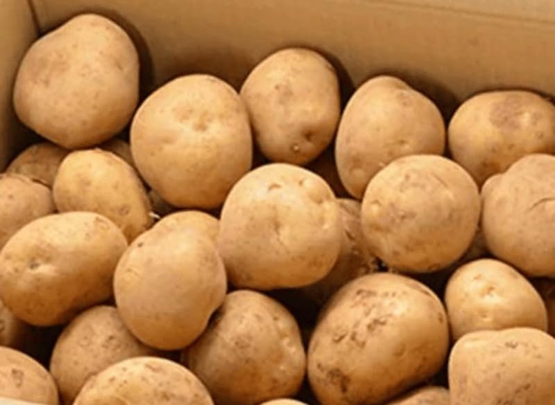 Amazon.co.jp: じゃがいも 訳あり 2kg ジャガイモ 新じゃが サイズ