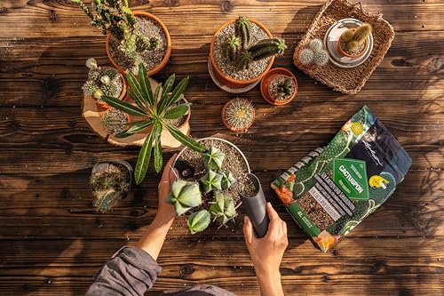 LECHUZA-Pflanzsubstrat CACTUSPON 6 Liter | für Kakteen und Sukkulenten | toffrei und ohne Düngemittel | 19546