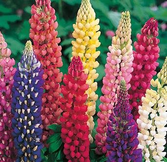 OL Seeds - Lupins Mix Flower Seeds, Lupin Mix Seeds, Lupin Seeds (B0BV3DJBCS) Amazon Price History, Amazon Price Tracker