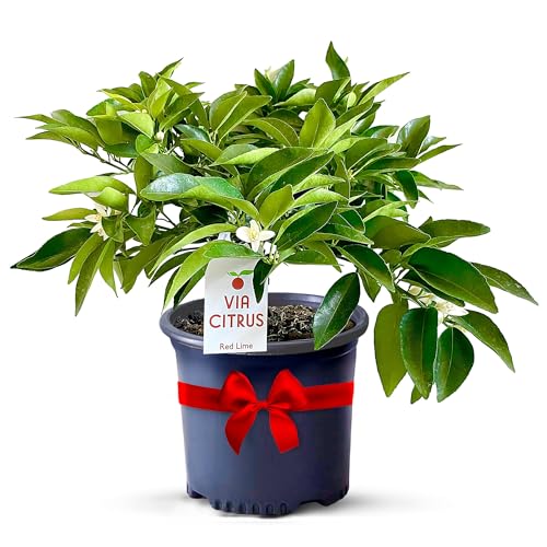 Red Lime Live Fruit Trees 13'- 22' Tall Easy Indoor Plants Live Houseplants, No Shipping to CA, AZ,TX,LA - Outdoor Fruit Plants, Easy House Plant, Houseplant for Patio & Outdoor Planting by Via Citrus