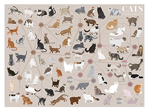 Pop Chart Cats, Categorized Poster Print, 24