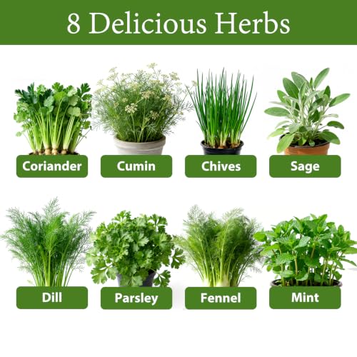 LUOJIBIE Herb Garden Kit Indoor, Herb Growing Kit with Seeds & Tools, Birthday Gifts for Women Men Mom Dad Girls Boys Kids, House Warming Gifts New Home, Kitchen Décor - Image 4