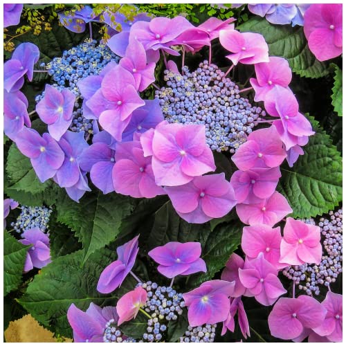 Hydrangea Macrophylla Blaumeise in 2L Pot with Stunning Blue Flowers 3fatpigs®