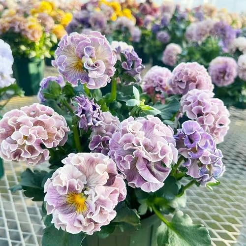 semillas violeta cornuda - Viola cornuta reverdecimiento de tejados jardín de oficina decorativas balcón parterre jardín 300pcs