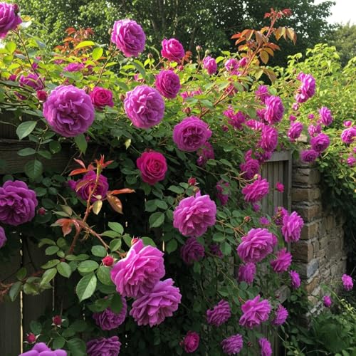 Image of Climbing Rose Hybrid Seeds Pack - Large Flowers- 70 Easy-to-Grow Seeds for Vibrant Blooms, Suitable for All Indian Climates (PURPLE)