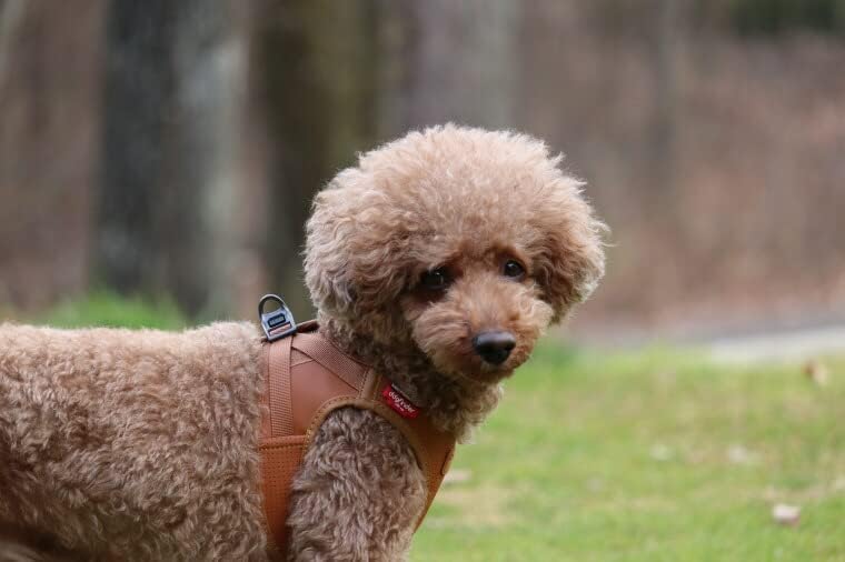 Brown Apple Leather Dog Harness by Curli, Medium: 17.05 to 19.29-in Chest