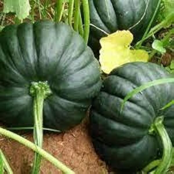 F1 Hybrid Pumpkin Seeds (15 Seeds) - Optimal for Home Gardens with Green Melon Variety for High Yield, Easy Growth, and Robust Plant Health-image-14