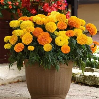 Growth Seeds African Marigold Mix Seeds for Home & Garden, Balcony, Pack of 2500 Seeds per Packet (B0D9C4Z96J) Amazon Price History, Amazon Price Tracker