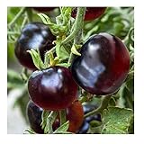 David's Garden Seeds Tomato Cherry Indeterminate Indigo Rose (Black) 25 Non-GMO, Heirloom Seeds