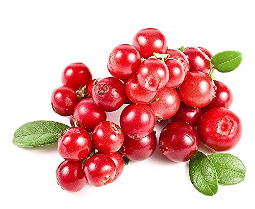 See full amazon price history chart for Urban Turtle Cranberry Fruit Seeds (Pack Of 10) Urban Turtle Cranberry Fruit Seeds (Pack Of 10) (B096X168BF) Amazon Price History, Amazon Price Tracker