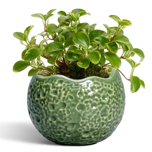 Thirtypot Ceramic Plant Pots - 4 inch Plant Pot with Drainage Hole Small Pots for Plants Indoor Outdoor Unique Round Planter Modern Decorative Flower Pot Room Decor House Warming Gifts Green