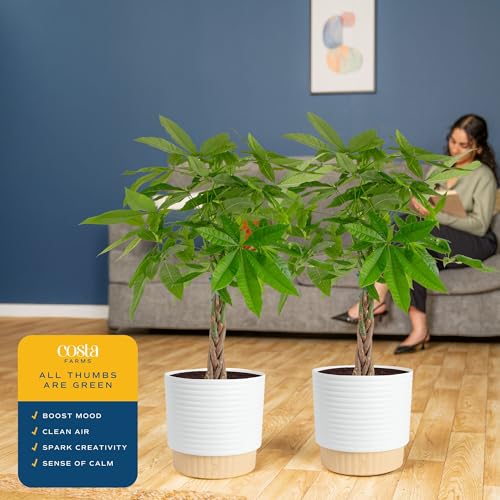Image of Costa Farms Live Money Tree Plants (2-Pack), Large Indoor Plant 3-4 Feet Tall with Braided Trunk, Easy Care Floor Houseplants in 10-Inch Decor Pots, Pet Friendly Housewarming Gift & Office Decor