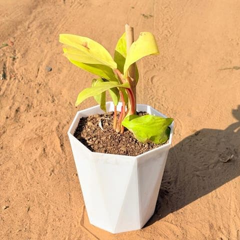 Best Nursery Philodendron Moonshine in 6 Inch Marble White Diamanti Plastic Pot-image-27