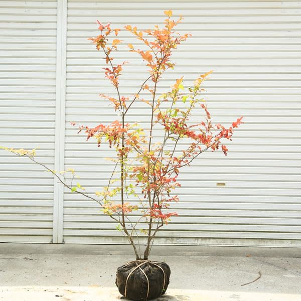 Amazon.co.jp: 最高の紅葉！希少庭木・植木：ナツハゼ（なつはぜ