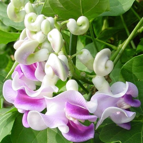 See full amazon price history chart for Nema Rare Japanese snail vine seeds - Purple - 20 Pcs Nema Rare Japanese snail vine seeds - Purple - 20 Pcs (B07BL2ZNT5) Amazon Price History, Amazon Price Tracker