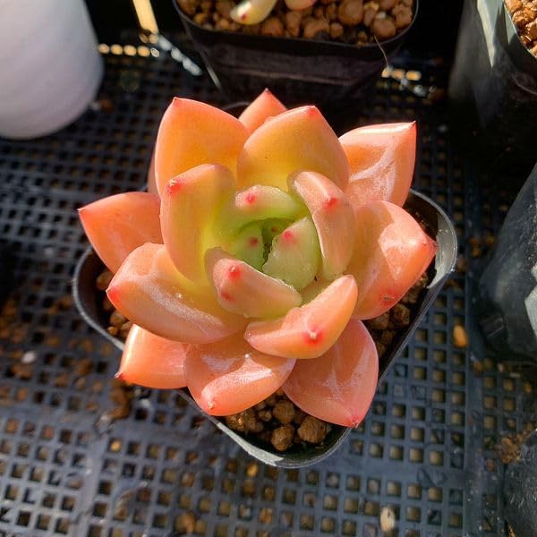 No.531 ❁オレンジライト❁ 抜き苗 多肉植物 寄せ植え No.531