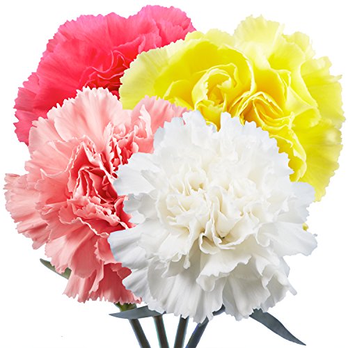 Fresh Flowers- 200 Assorted Carnations- Next Day Delivery #TOP1