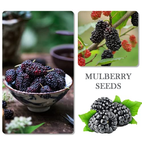 1100Pcs Mixed Fruit Seeds Berry Seeds For Planting 200Pcs Strawberry 200Pcs Raspberry 200Pcs Mulberry 200Pcs Blueberry 200Pcs Elderberry 10Pcs Cherry - Individually Packaged #TOP2
