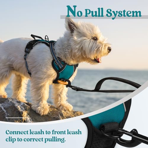 Image of rabbitgoo Dog Harness No Pull with 2 Leash Clips, Adjustable Soft Padded, Reflective Oxford No Choke Pet Vest with Easy Control Handle for Puppy, Blue Coral, XS | No Choke, Adjustable, Breathable Padded, 2 Lead Rings, Reflective, Easy Control for Walking Training, XS, Blue Coral
