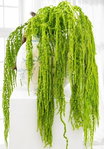 20Pcs Neon Green Preserved Dried Amaranthus Hanging Flowers