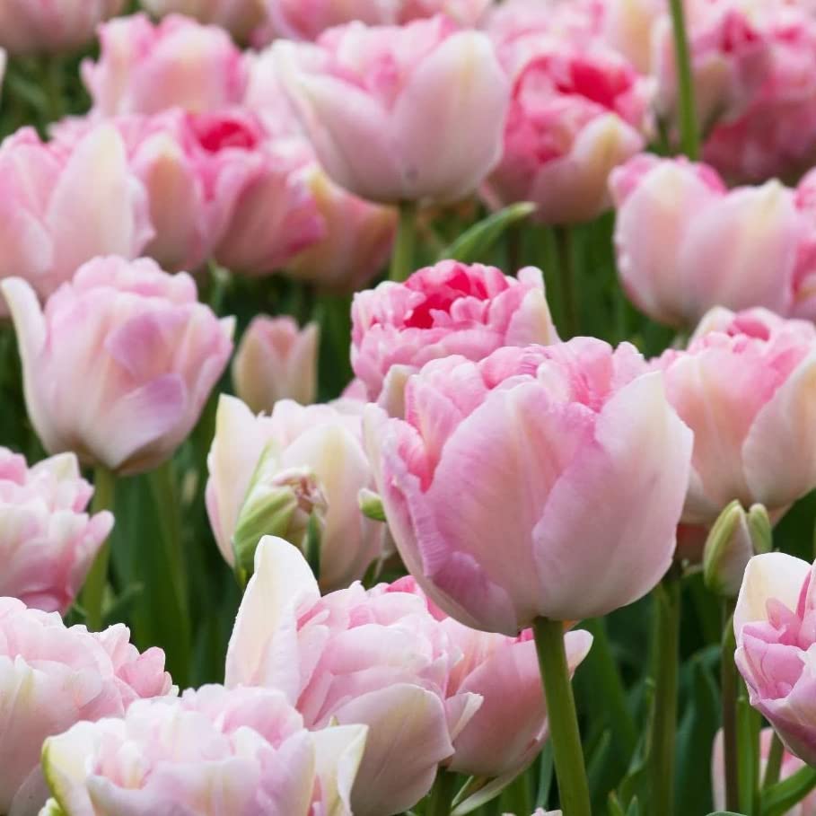 Amazon.co.jp: ITANSE 八重咲きチューリップ アンジェリケ 5球