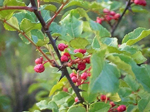 3 semi di pepe cinese, pepe di Sichuan, Zanthoxylum simulans - Italia