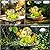 qiujonvy Solar Garden Outdoor Statues Frog, Lawn Decor Frogs Statue for Patio, Balcony, Yard Ornament - Unique Home Decor Gifts (Frog)